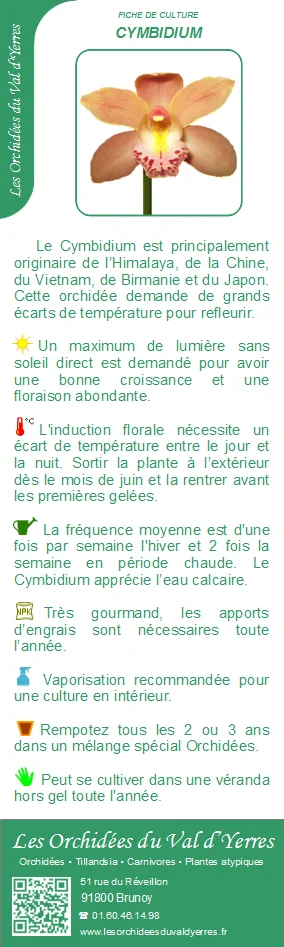 Fiche culture CYMBIDIUM